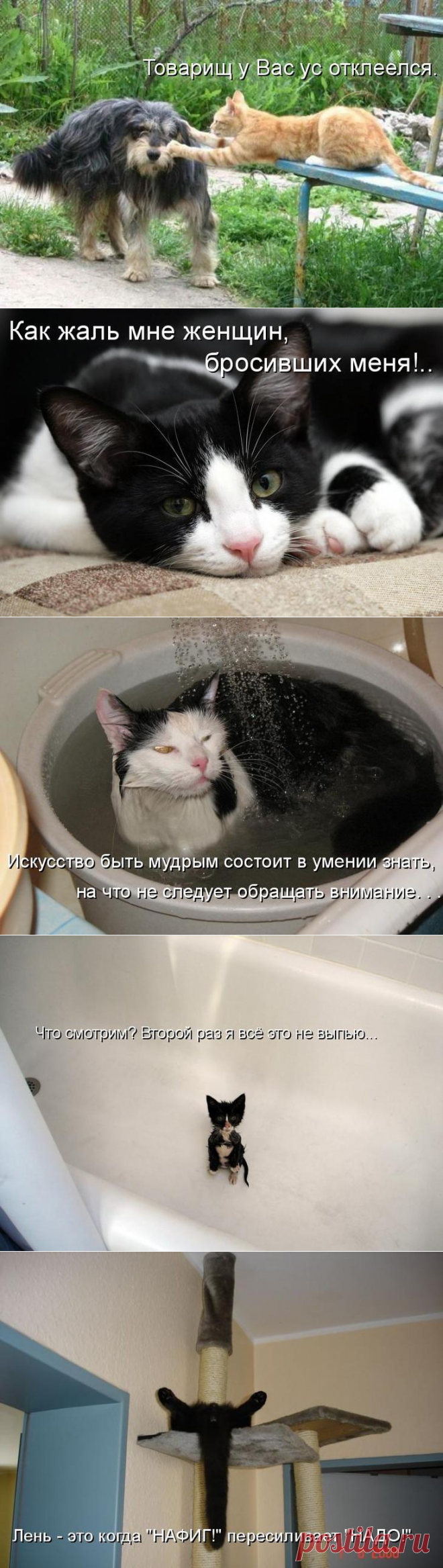 Забавные коты