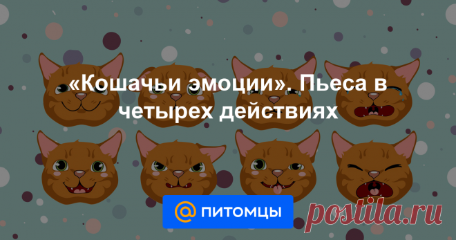 «Кошачьи эмоции». Пьеса в четырех действиях Есть ли у кошек эмоции? Отличаются ли они от человеческих? А бывают ли у питомцев нервы ? Дарина Никонова спрашивает напрямую.