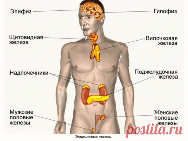 Старение начинается с эндокринной системы