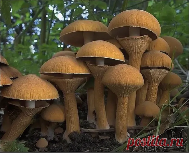 Самый крутой гриб в моей жизни. Феолепиота золотистая | Дневник грибника. | Яндекс Дзен