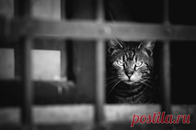 77 изумительных фотографий котов / Питомцы