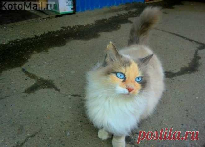 Кошка нереальной красоты