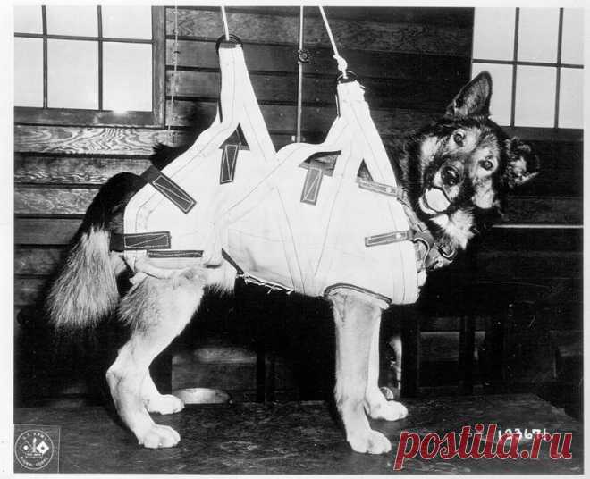Собаки-парашютисты Второй мировой войны (9 фото) | Чёрт побери Во время Второй мировой войны британская армия в ходе подготовки к высадке в Нормандии начала эксперимент – тренировку собак-парашютистов. Собаки-десантники учились искать мины, готовились к охране и защите от врага. Собаки-парашютисты (англ. paradogs — сокращение от «parachuting dogs») были в основном подготовлены 13-тым воздушно- десантным батальоном британской армии. Батальон решил использовать собак в качес...