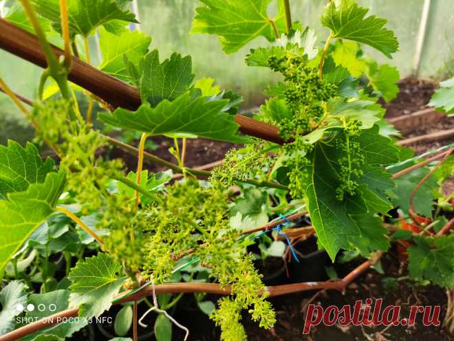 Наступает пора нормировки гроздей винограда, что следует знать об этом | Самарский виноград | Яндекс Дзен