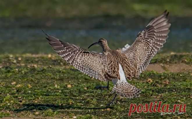 Maçarico-galego (Numenius phaeopus)