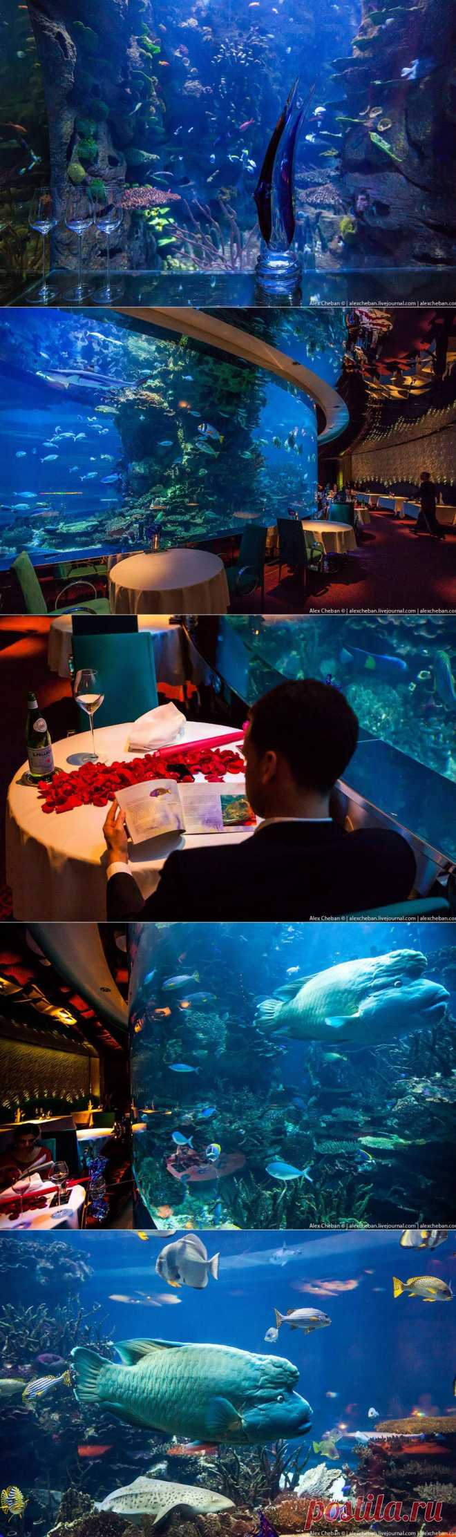 » Подводный ресторан в Дубае Это интересно!