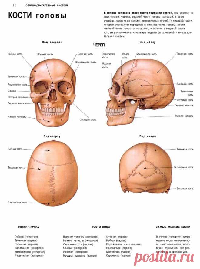 Назови кости черепа. Строение кости черепа человека. Строение черепа спереди и сбоку. Название костей головы человека. Анатомия головы кости черепа.