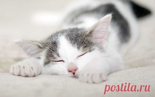 Nothing found for Cute Cat Sleeping Cats Wallpaper