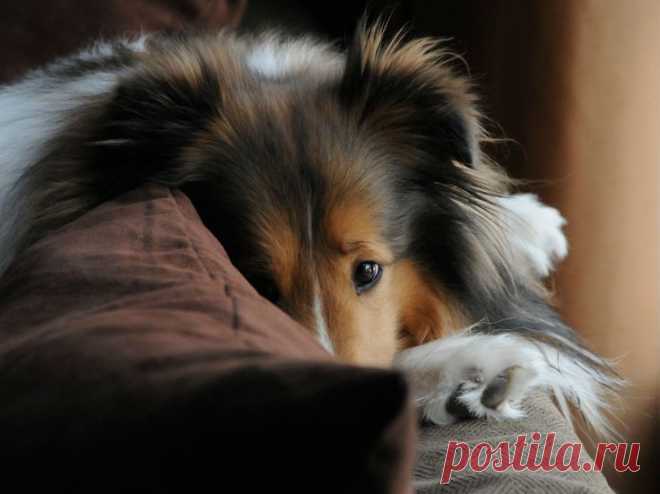 shetland sheepdog | Животные