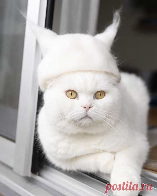 Кошки и коты в шляпах, из собственной шерсти | | Picturetoday