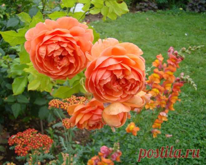Аура Сада - Её величество Роза и её свита... или лучшие партнёры для роз