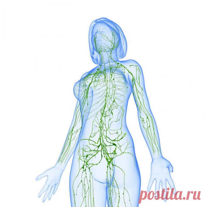 Не допускайте застоя лимфы — это губительно для здоровья - Интересная Идея Двигаться кровь по артериям заставляет мышечный сосудистый орган — сердце, движение крови по артериям и венам обеспечивается — сердечно клапанным строением, далее строением сосудистой и артериальной системы. Лимфатическое русло не имеет подобного «привода». Движение лимфы медленное и обеспечивается посредством мышц. Главная мышца для привода в движение лимфы — диафрагма. Это своего рода «сердце» лимфосистемы. При […]
