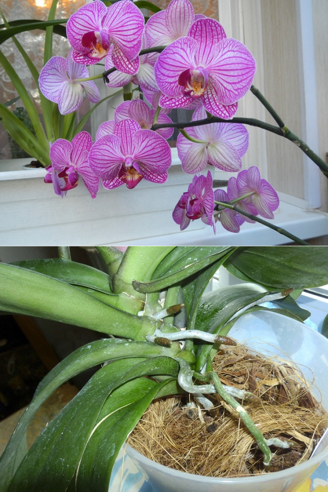 Начала цвести орхидея. Саркахимуз Орхидея. Орхидея фаленопсис цветение. Цветение орхидеи Сого Вивьен. Фаленопсис Касхи.