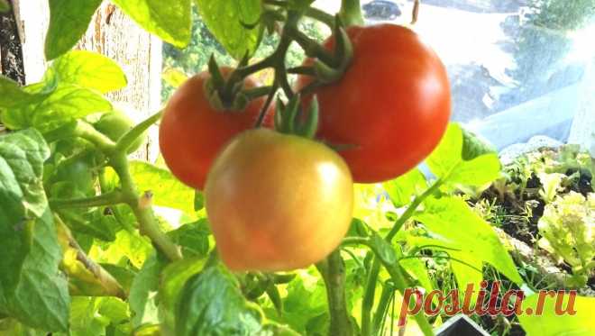 Чем подкормить томаты во время цветения, чтобы увеличить урожай | На даче у Надежды | Яндекс Дзен
