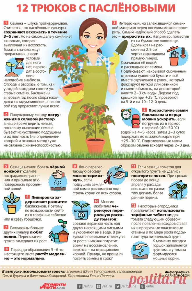 12 советов для выращивания рассады паслёновых. Инфографика | Огород | Дача | Аргументы и Факты