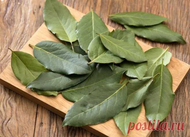 Простые рецепты народной медицины: как заваривать лавровые листья?