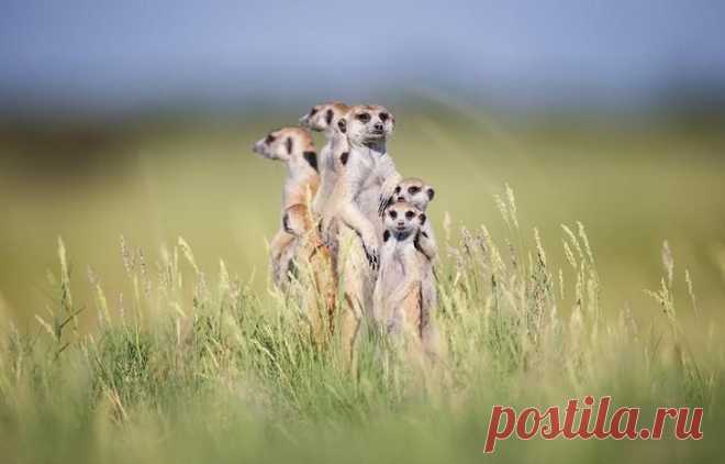 Необычная дружба между фотографом и сурикатами