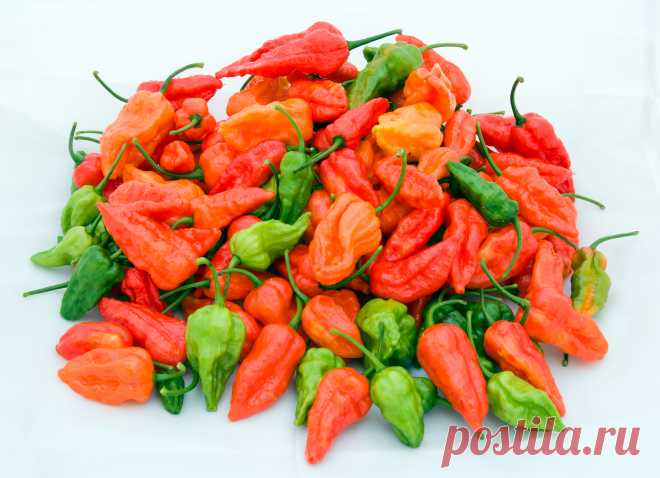 Bhut and Naga Jolokia
Самые опасные блюда мира: Bhut and Naga Jolokia
Продолжая предыдущую тему, рассмотрим такие редкие растения, как перцы чили. Они для своей защиты вырабатывают капсаицин, который в три раза сильнее горчичного масла. Это самый смертоносный химикат на планете, который можно обнаружить в продуктах питания, употребляемых человечеством.

Всего четыре грамма этого вещества хватит, чтобы убить крупного взрослого человека, а для среднего телосложения будет дос...