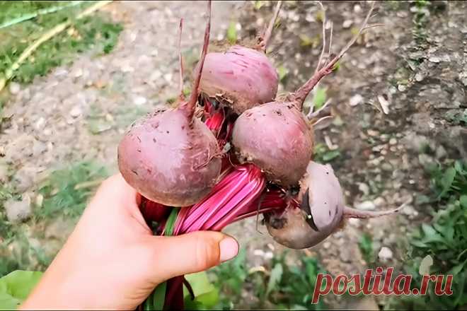 Как вырастить свеклу: полное руководство по выращиванию свеклы &#8211; Agro-Info