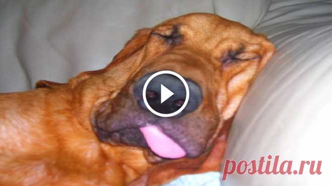 Funny Bloodhound Videos