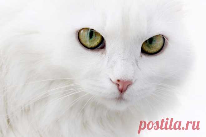 Очаровательные белые коты и кошки