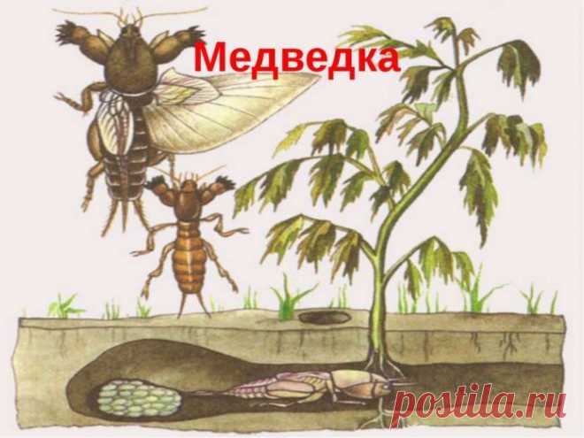 Как избавиться от медведки в огороде навсегда: эффективные средства, чтобы прогнать вредителя с участка, в том числе народные, отзывы