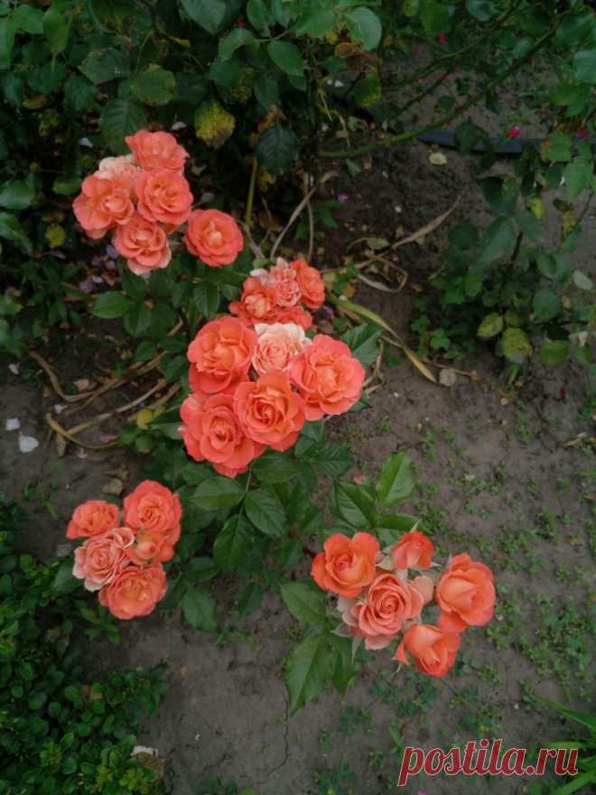 Роза спрей «Alegria»: фотогалерея сорта ~ Planetalsad