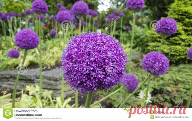 Ornamental Allium Flower Stock Photography - Image: 25393922