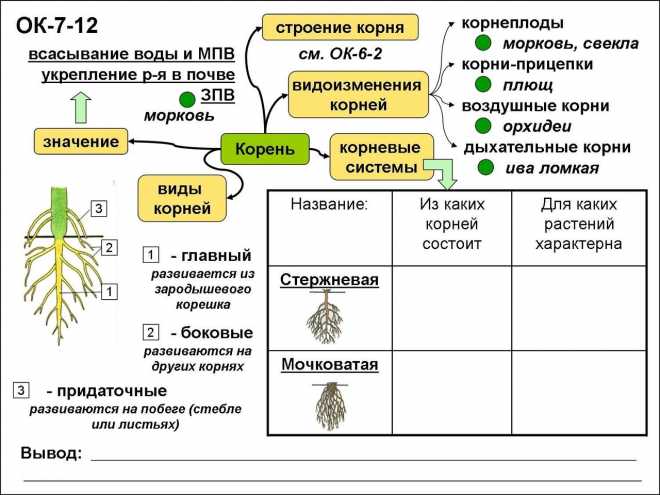 Опорная функция растения