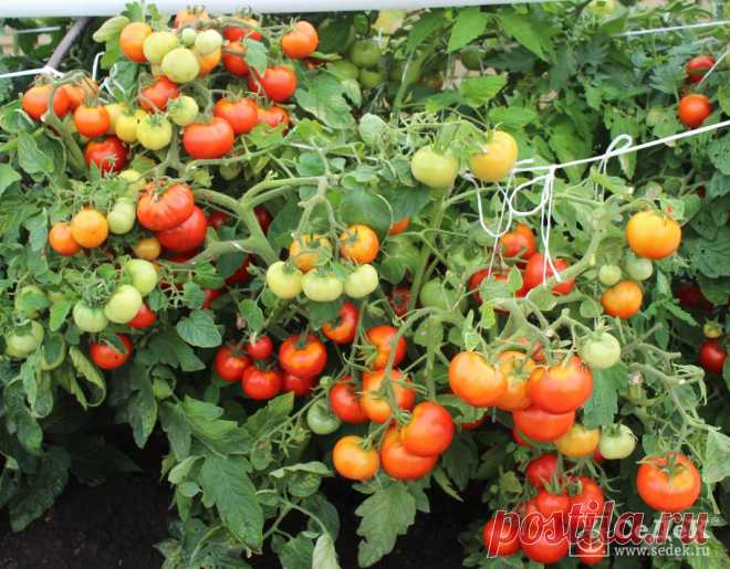 «Непас» - значит непасынкующийся! Неприхотливые томаты для открытого грунта и пленочных укрытий - Ботаничка.ru