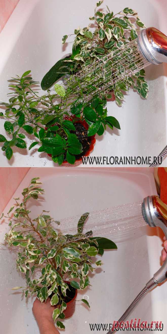 Горячий душ для растений.