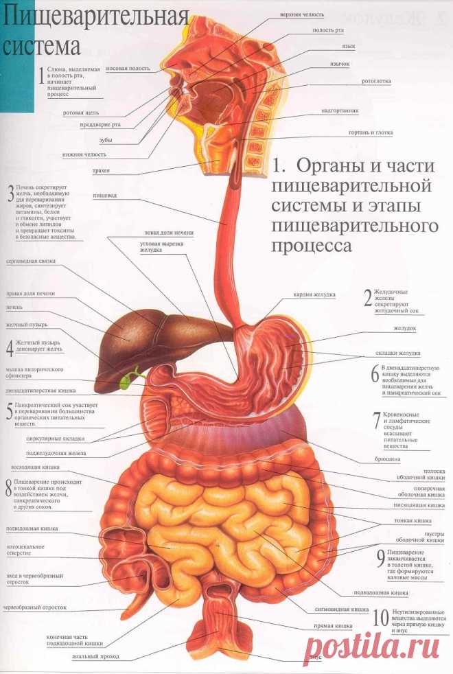 Картинки «Анатомия» (36 фото) ⭐ Забавник