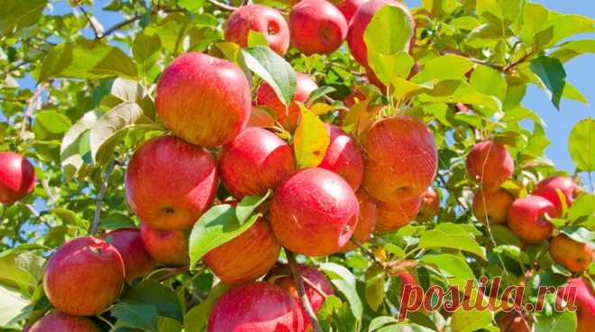 Зимостойкие сорта яблок для средней полосы и северных регионов 


Если вы живете в суровом или переменчивом климате, но хотите получать стабильный урожай наливных яблок каждый год, эта статья для вас. Мы подготовили подборку самых проверенных морозостойких сортов…