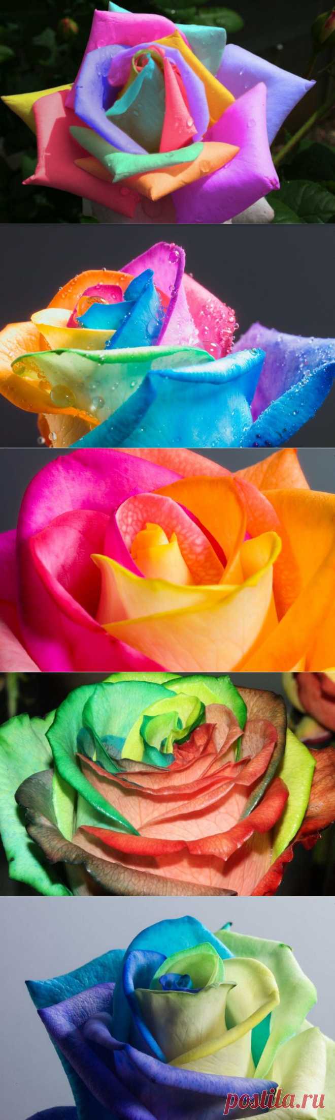 Радужные цветы | Newpix.ru - позитивный интернет-журнал