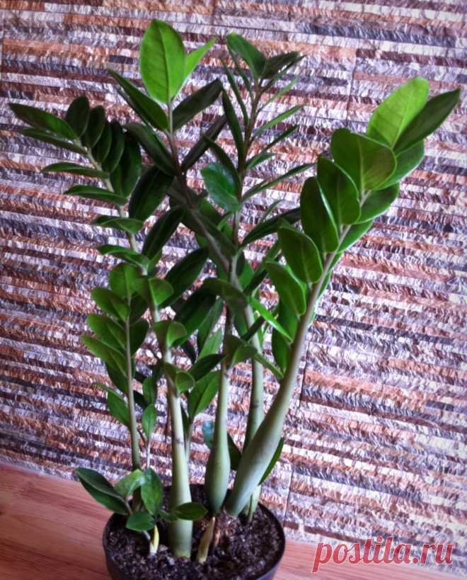 Замиокулькас — долларовое дерево. Уход в домашних условиях. Фото - Ботаничка.ru