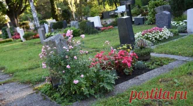 Какие цветы посадить на кладбище, чтобы они цвели все лето | Комнатные растения | Яндекс Дзен