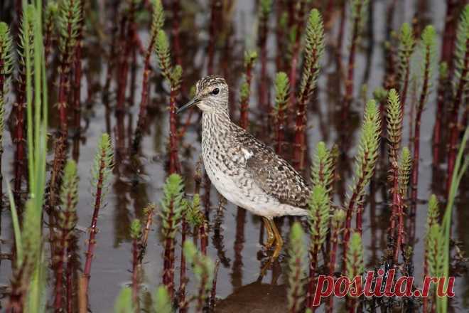 15 ослепительных фотографий птиц России | WWF России | Яндекс Дзен