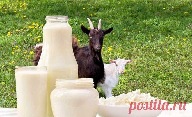 Свойства козьего молока для здоровья