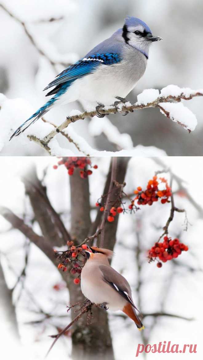 Птицы зимой - Фото.