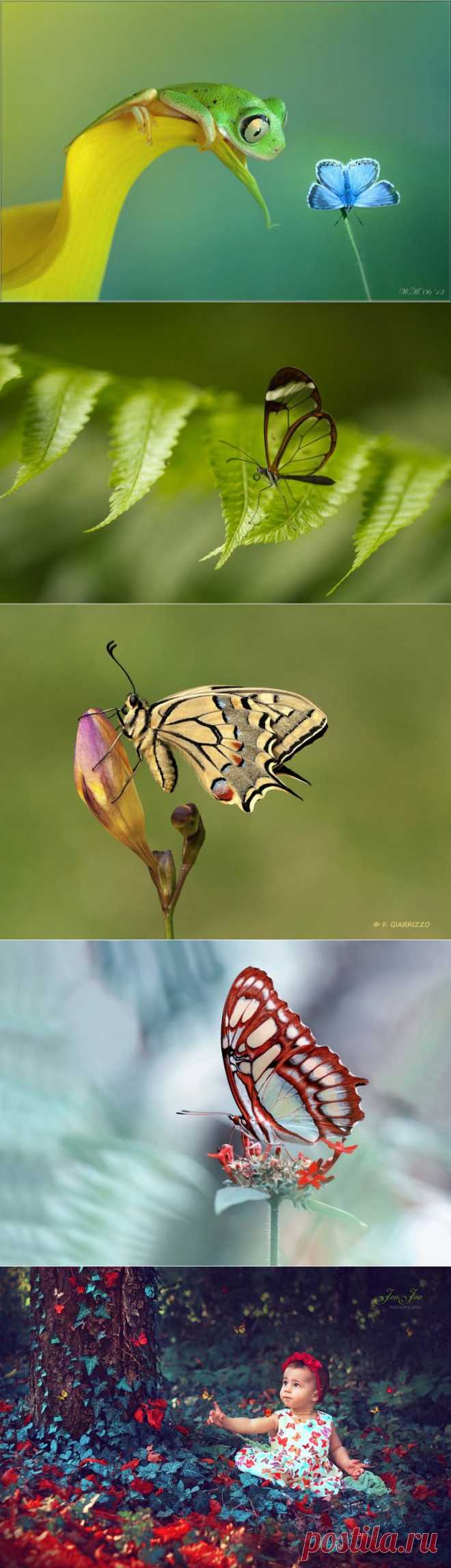 Завораживающая красота бабочек… 50 «порхающих» снимков — Фотоискусство