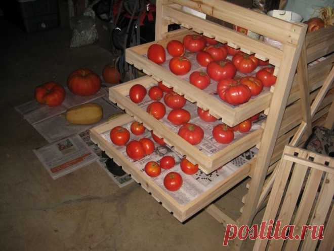Как хранить помидоры — Полезные советы