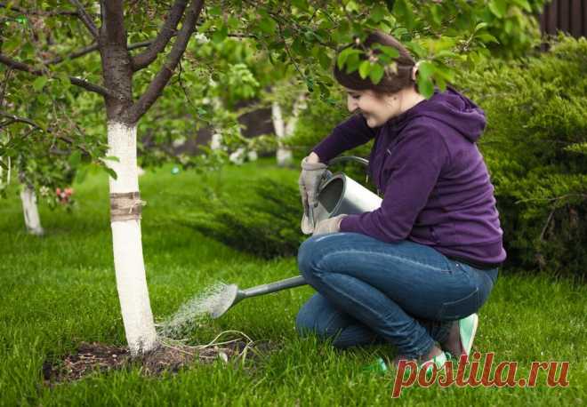 Как правильно поливать сад осенью Что дает осенний полив сада и как правильно его осуществлять