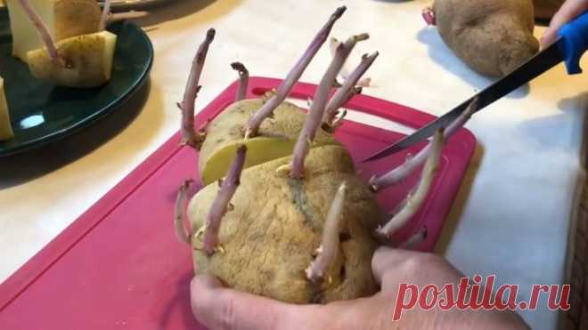 Китайский метод посадки картофеля Посадка разрезанной картошки — метод старый, прекрасно известный не только китайцам, но и нашему советскому человеку.Ещё на уроках биологии учили, как разрезать картофель перед посадкой, чтобы он...