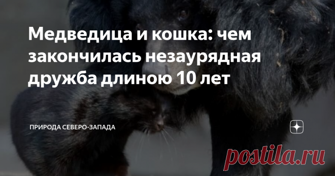 Медведица и кошка: чем закончилась незаурядная дружба длиною 10 лет Старая медведица скучала в одиночестве. И вдруг появилась незнакомая кошка