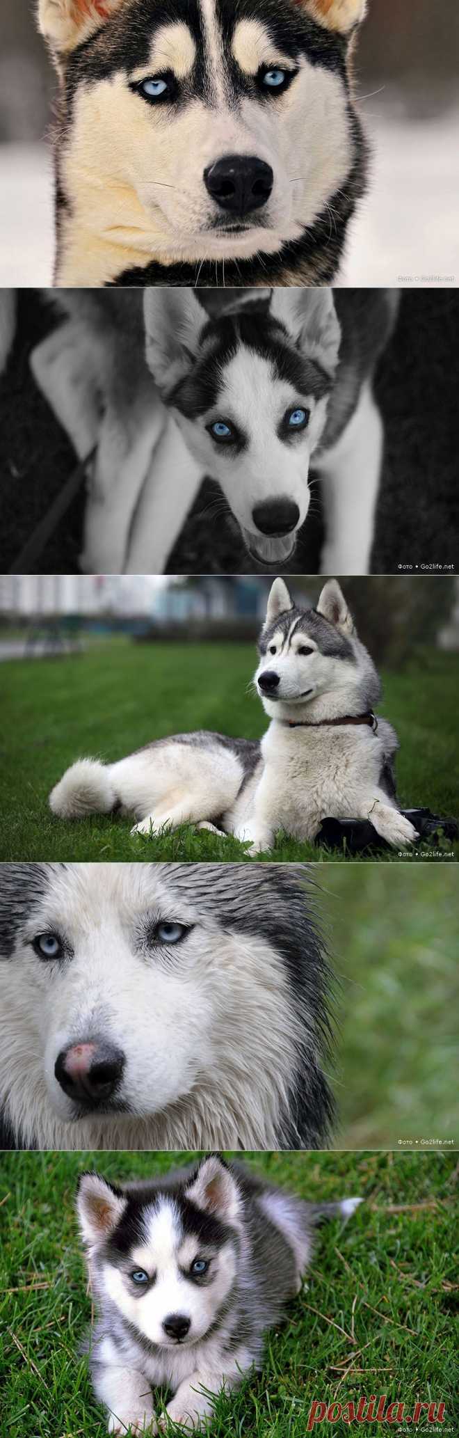 Хаски фото: нереально красивая собака с голубыми глазами » Большие фото новости: ты увидишь мир