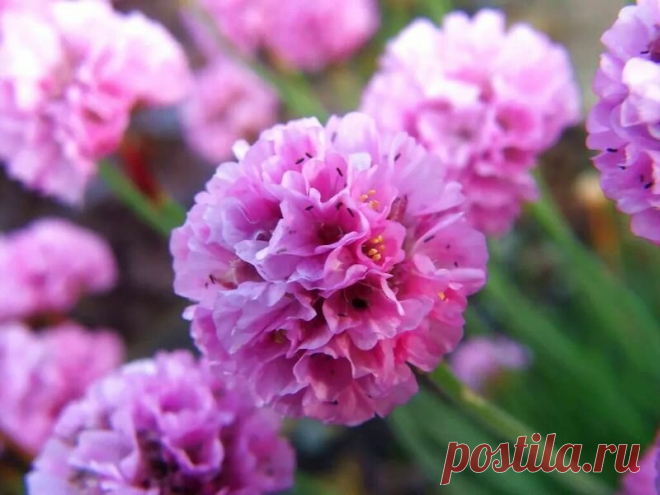 Нежный цветок с обильным цветением, стойким характером и большой пользой | GardenLife | Яндекс Дзен