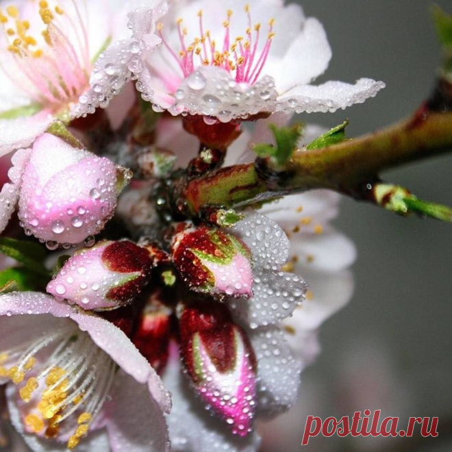 Лучшие фото
Kiyotaka Taniguchi 
Цвет весны