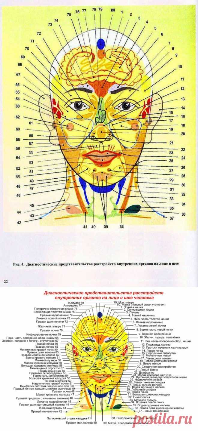 Прыщи на лбу какой орган у женщин. Прыщи и болезни внутренних органов взаимосвязь. Зоны проекции органов на лице. Карта органов на лице. Представительные зоны на лице.