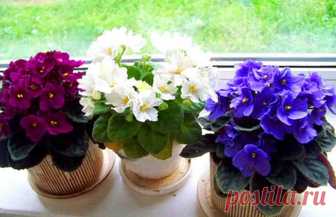 Три простых трюка для здоровья и красоты комнатных растений. Они оживут и зацветут! - Fav0rit77.ru