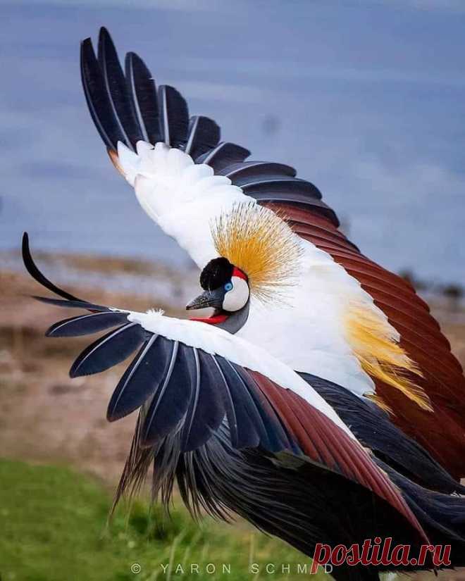 Серый венценосный журавль, национальная птица Уганды.